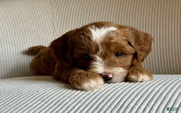 Mini Goldendoodle dogs for sale: Wrangler - Image 7