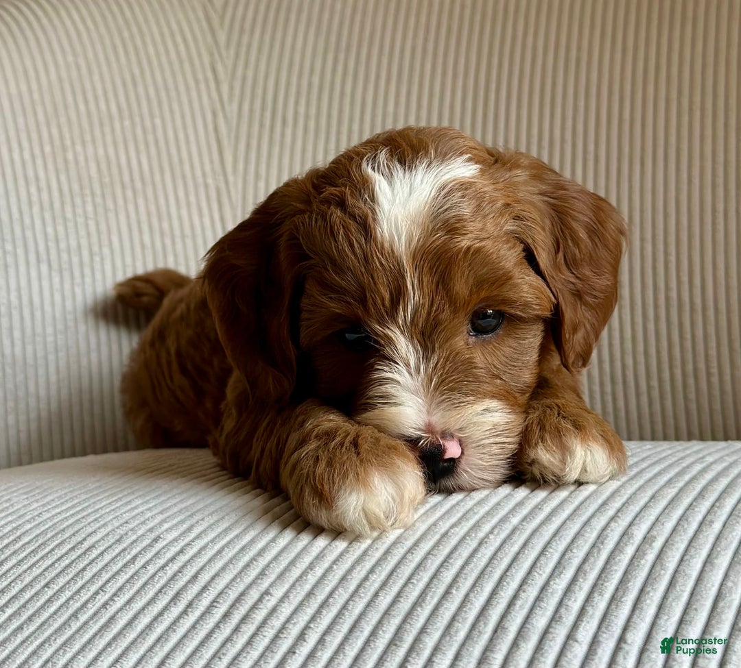 Mini Goldendoodle dogs for sale: Wrangler - Image 7