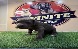 Cane Corso dogs for sale: Blue Female - Image 3
