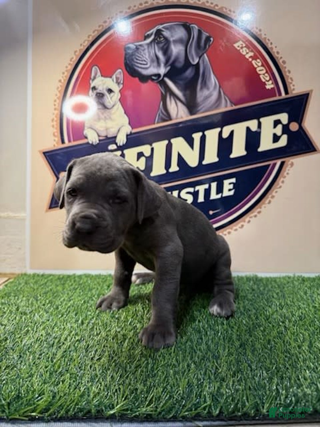 Cane Corso dogs for sale: Blue Female - Image 3