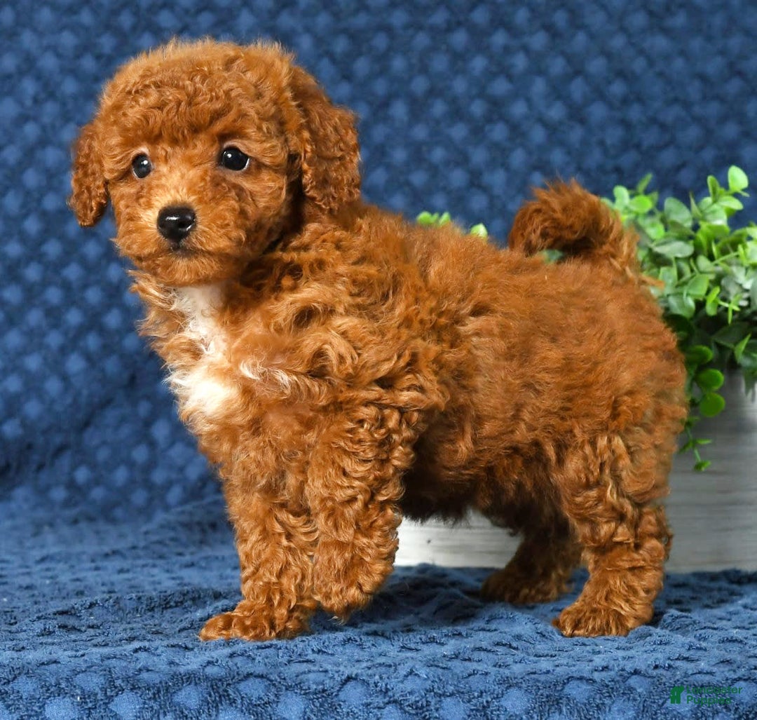 Cavapoo dogs for sale: Felicia - Image 7