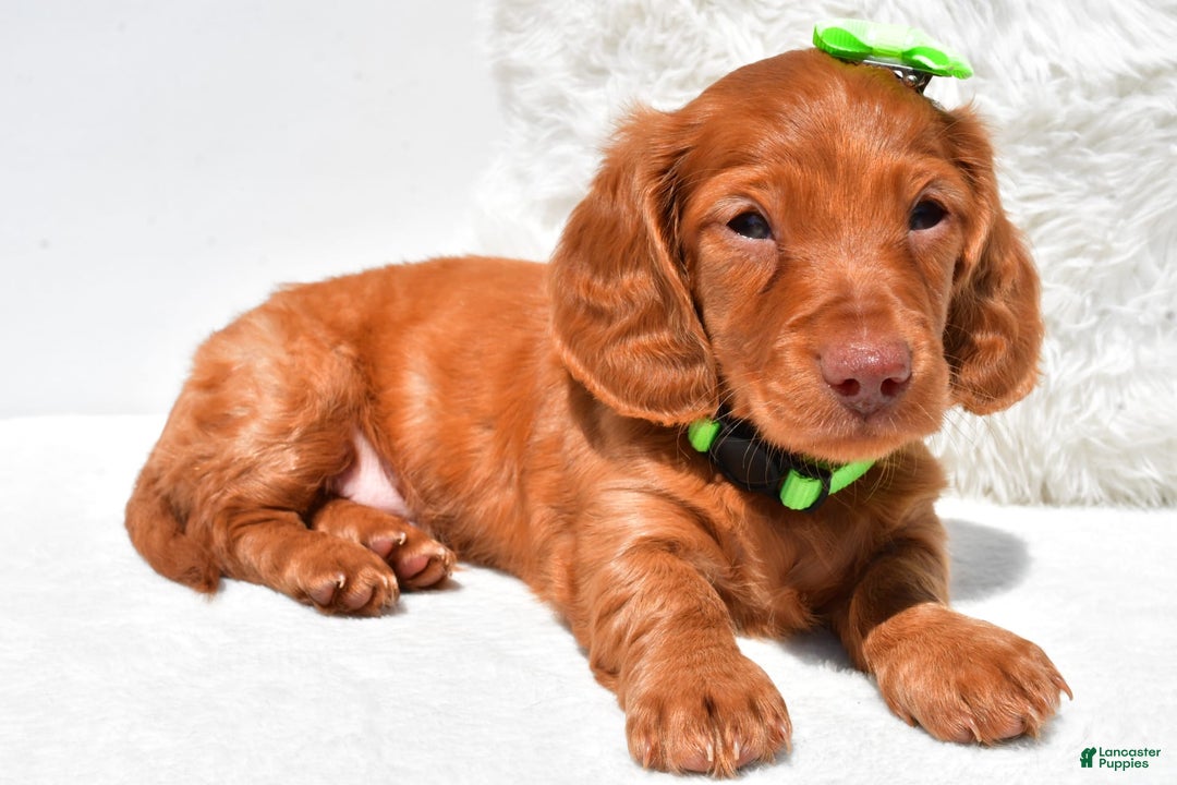Dachshund dogs for sale: Konrad - Image 5