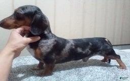 Miniature Dachshund dogs for sale: Scott - Image 9