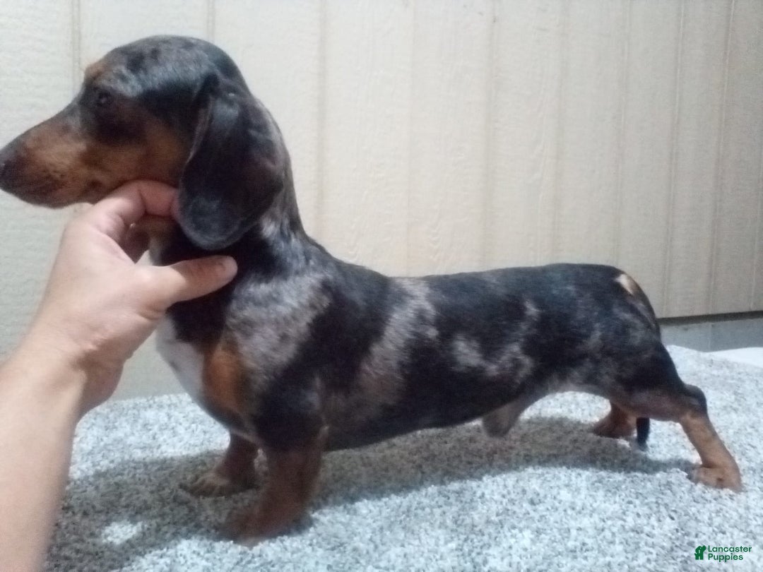Miniature Dachshund dogs for sale: Scott - Image 9