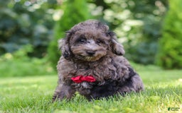 Miniature Poodle dogs for sale: Miniature Poodle 2 puppies - Image 1