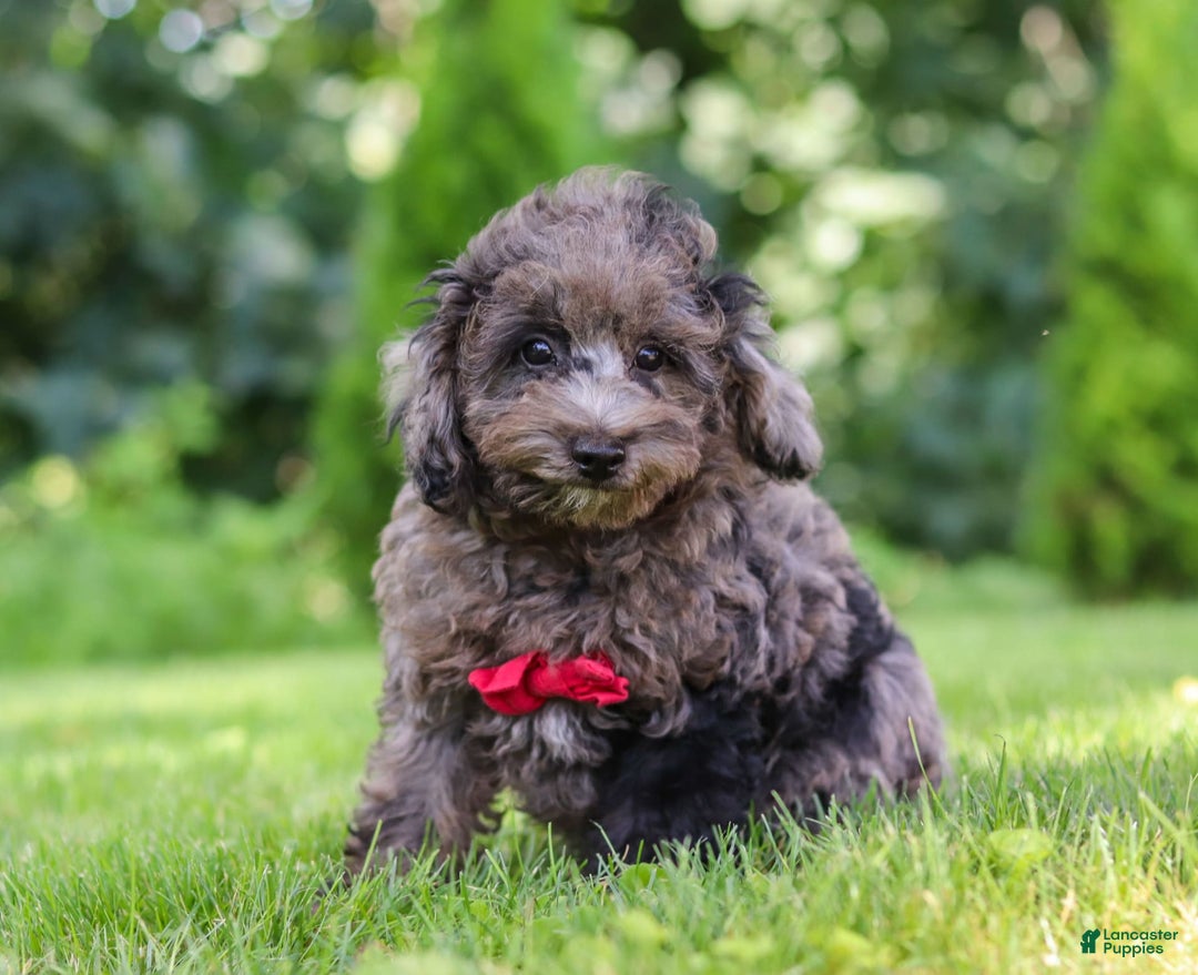Miniature Poodle dogs for sale: Miniature Poodle 2 puppies - Image 1
