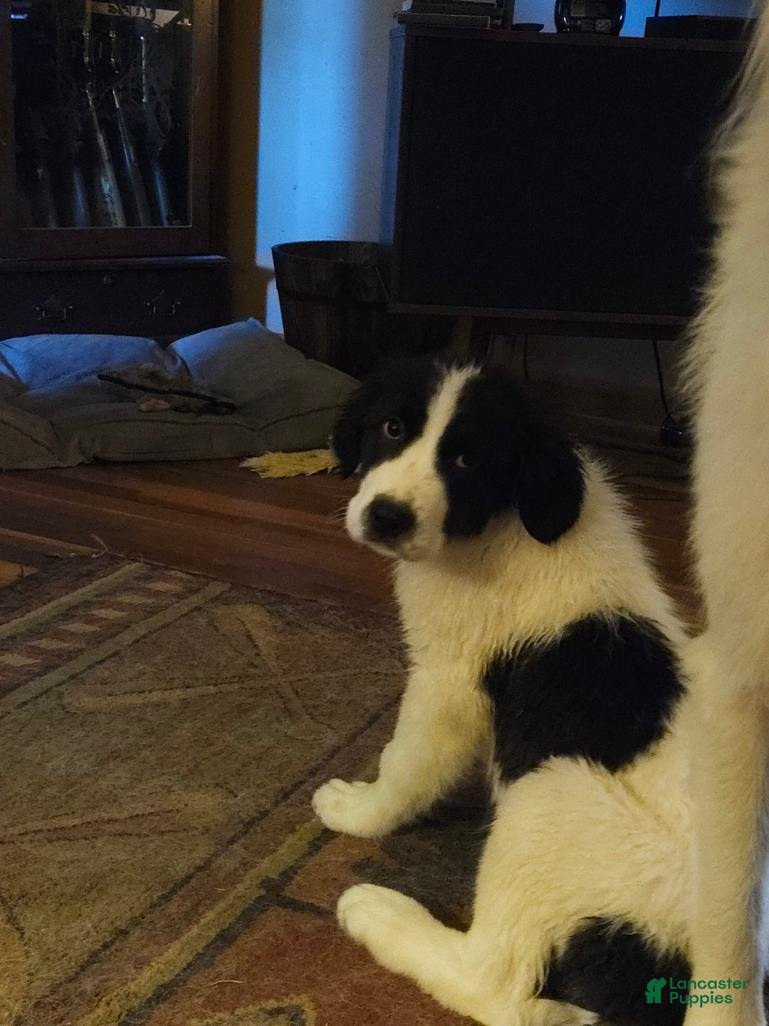 Great Pyrenees dogs for sale: Trish - Image 5