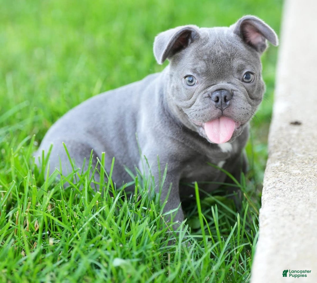 French Bulldog dogs for sale: Jay - Image 5