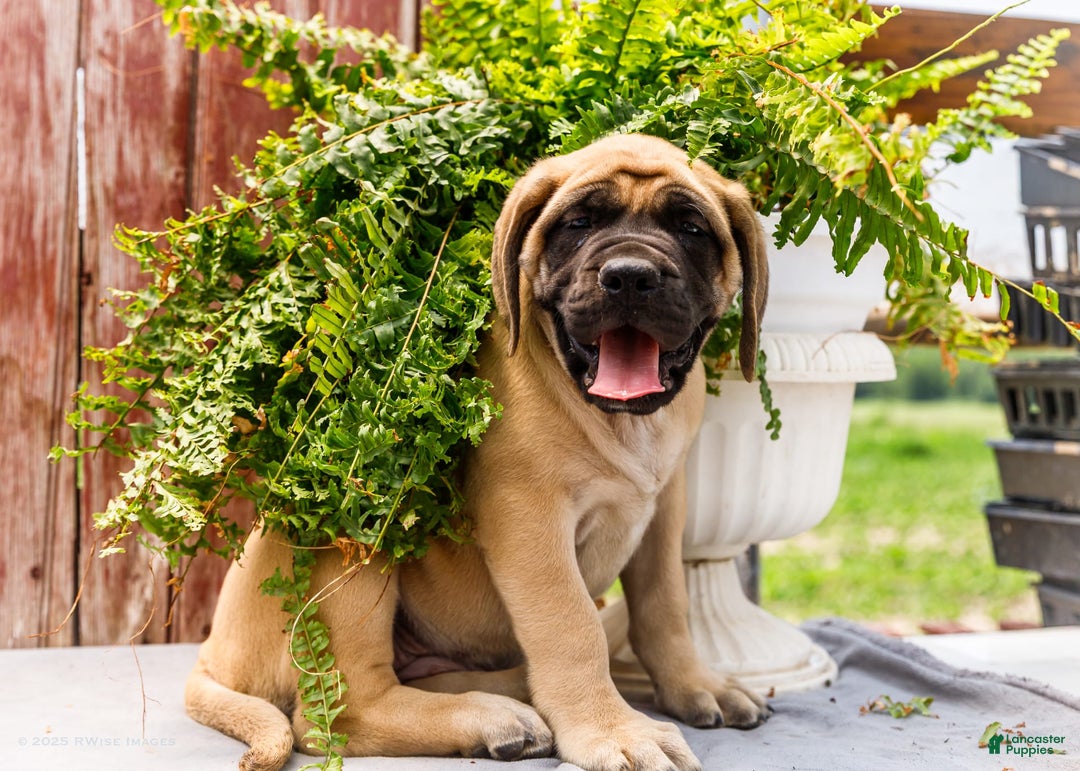English Mastiff dogs for sale: Hadley - Image 6