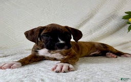 Boxer dogs for sale: Bruno - Image 7