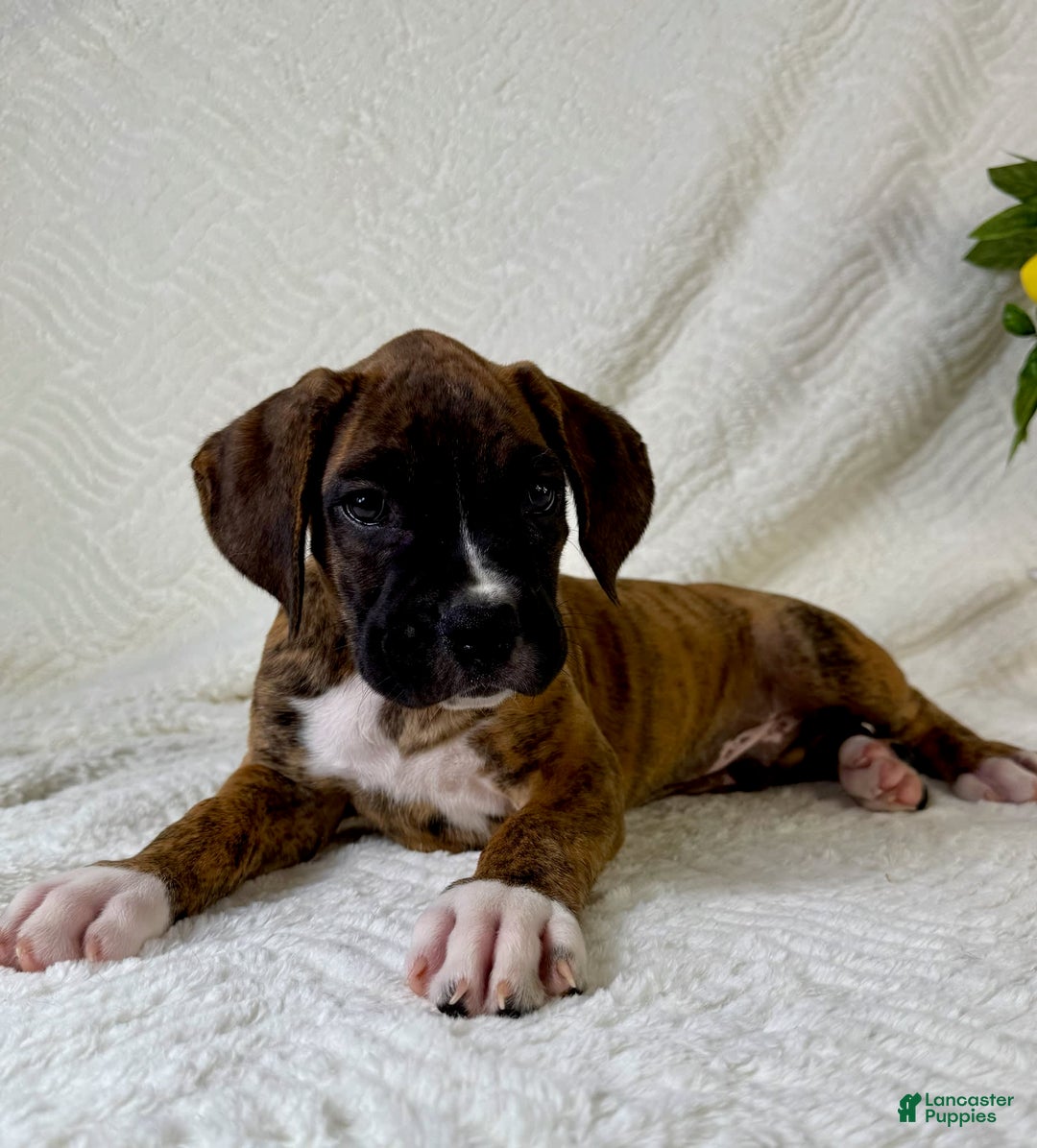 Boxer dogs for sale: Bruno - Image 7