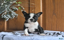 Boston Terrier dogs for sale: Hattie - Image 4