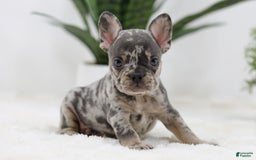 French Bulldog dogs for sale: French Bulldog 5 puppies - Image 1