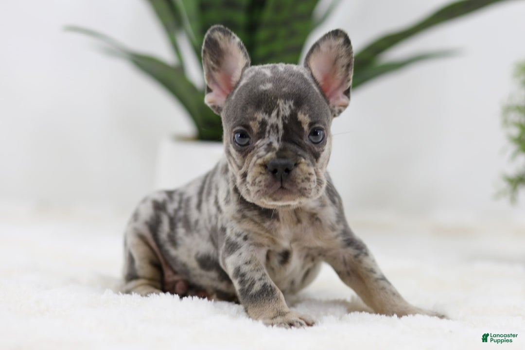 French Bulldog dogs for sale: French Bulldog 5 puppies - Image 1