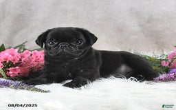 Pug dogs for sale: Sawyer - Image 4