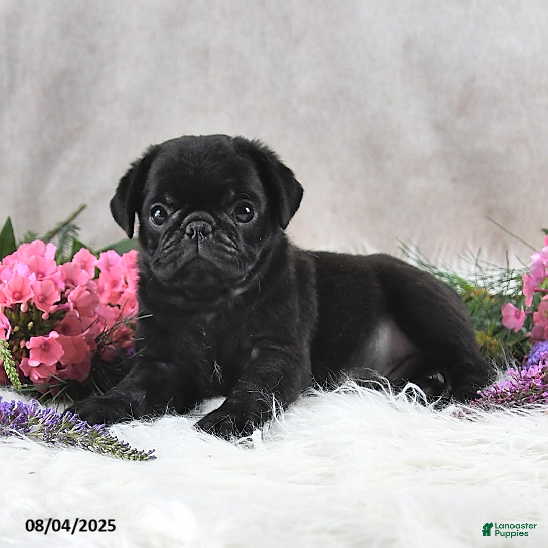 Pug dogs for sale: Sawyer - Image 4
