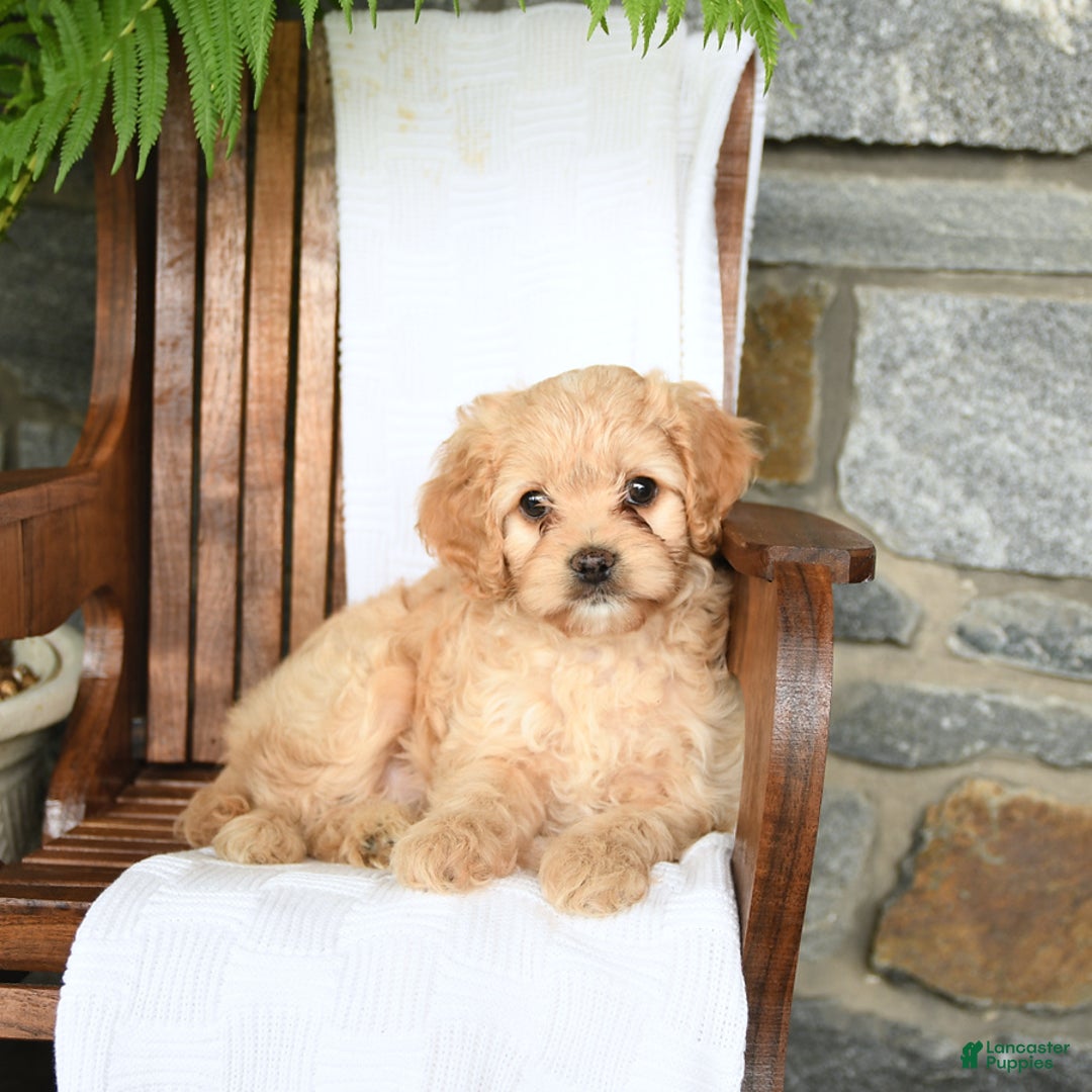 Cavapoo dogs for sale: Skye - Image 4