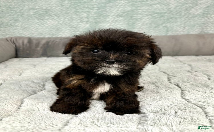 Shorkie dogs - Advert 8