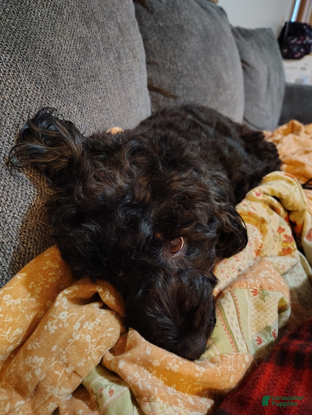 Mini Bernedoodle dogs for sale: Bentley - Image 9