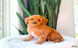 Cavapoo dogs for sale: Ike - Image 6