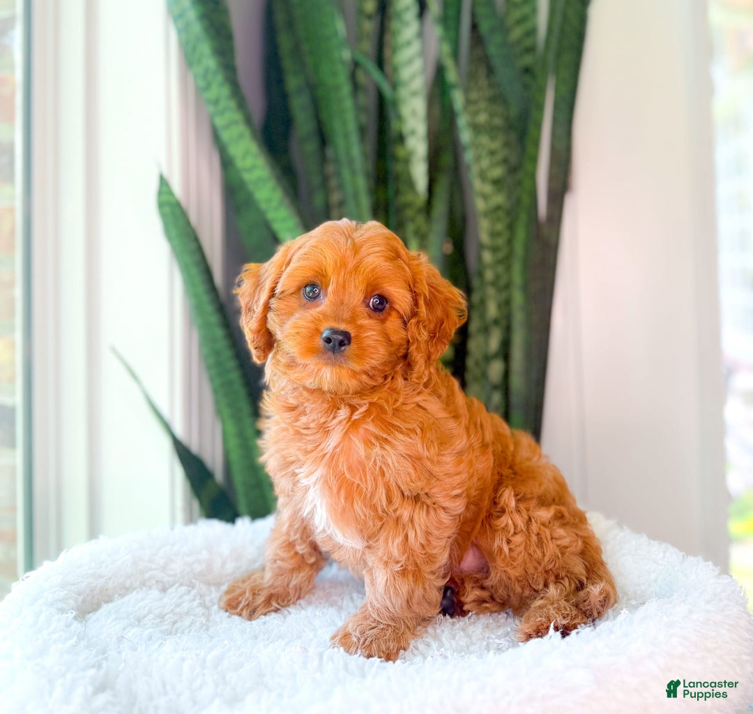Cavapoo dogs for sale: Ike - Image 6