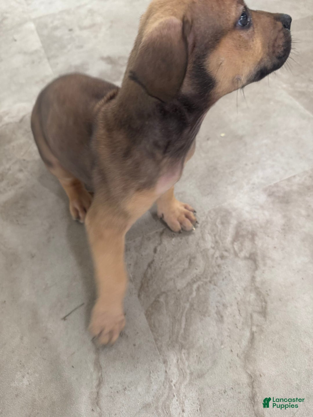 South African Boerboels dogs for sale: Nova - Image 4