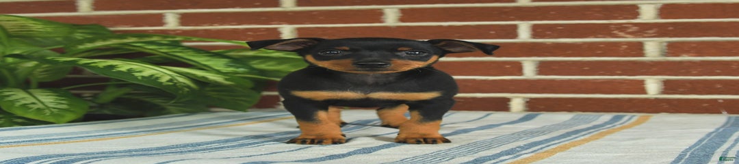Jasper