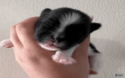 Pomeranian dogs for sale: Serenade - Image 3