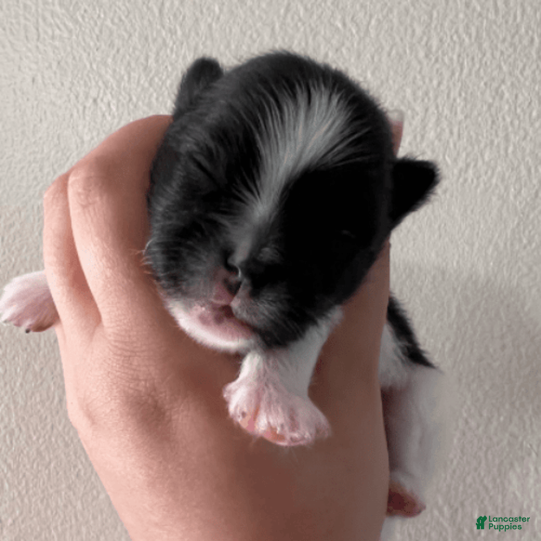 Pomeranian dogs for sale: Serenade - Image 3