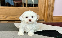 Lhasa Apso dogs for sale: Honey - Image 3