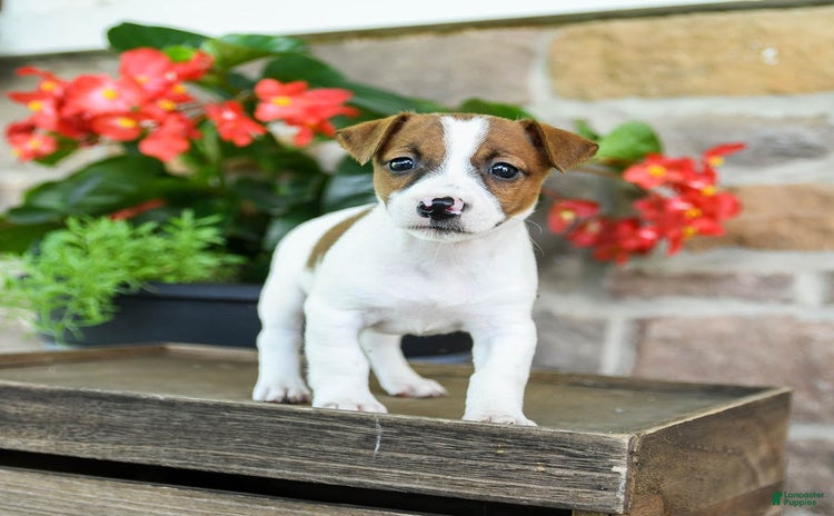 Jack Russell Terrier dogs for sale - Ad 4