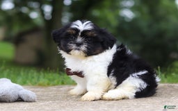 Shih Tzu dogs for sale: Zeke - Image 2