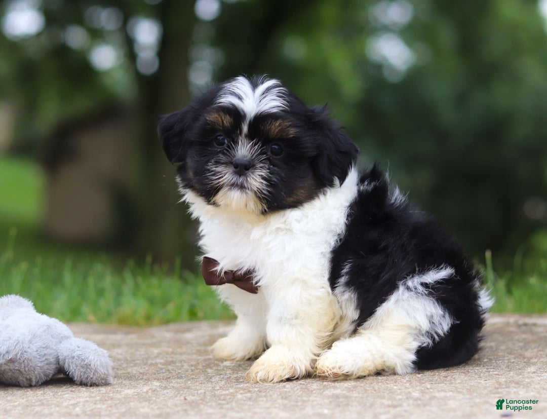 Shih Tzu dogs for sale: Zeke - Image 2