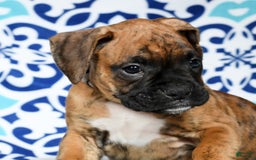 Boxer dogs for sale: Bennah - Image 5