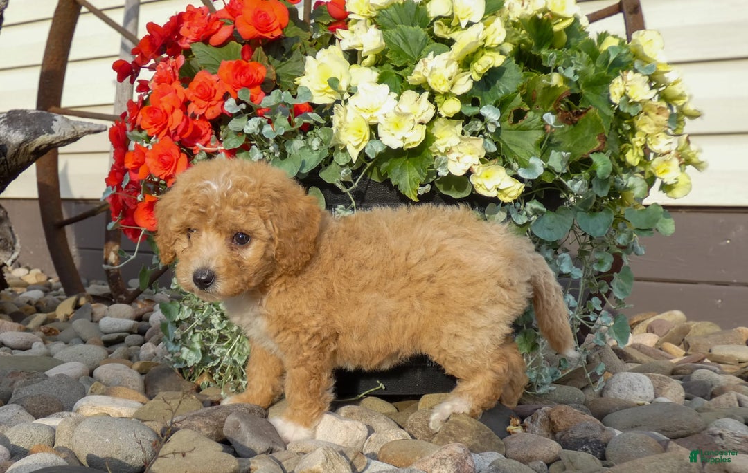Bichpoo dogs for sale: Goldie - Image 4