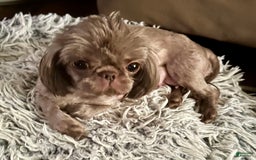 Shihpoo dogs for sale: Lil Alfie - Image 13