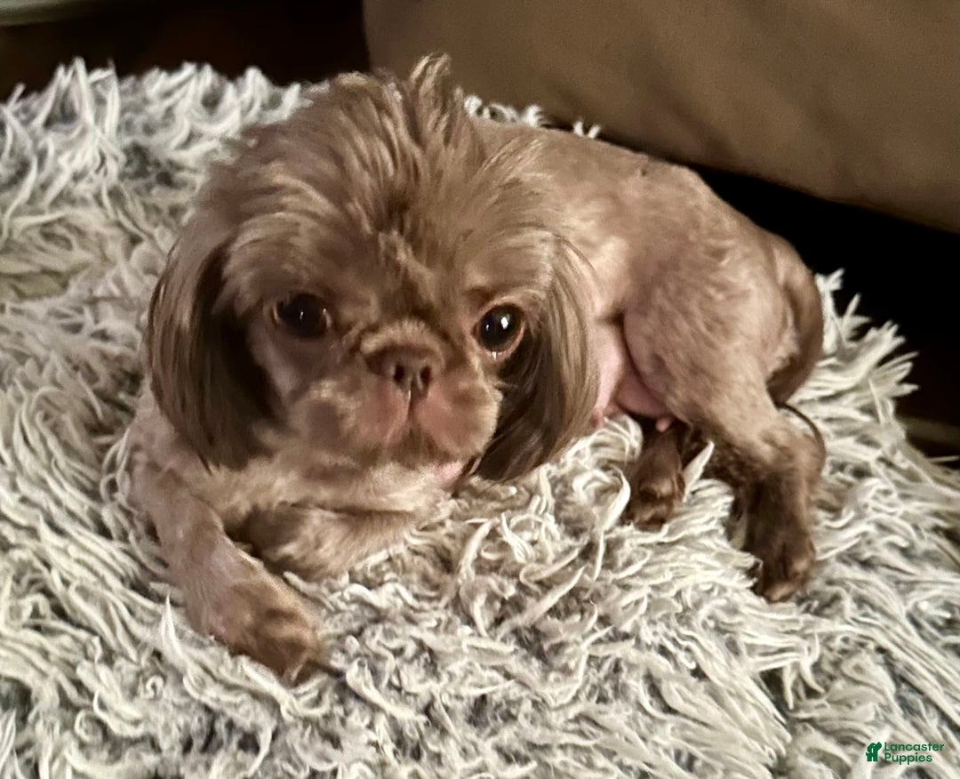 Shihpoo dogs for sale: Lil Alfie - Image 13