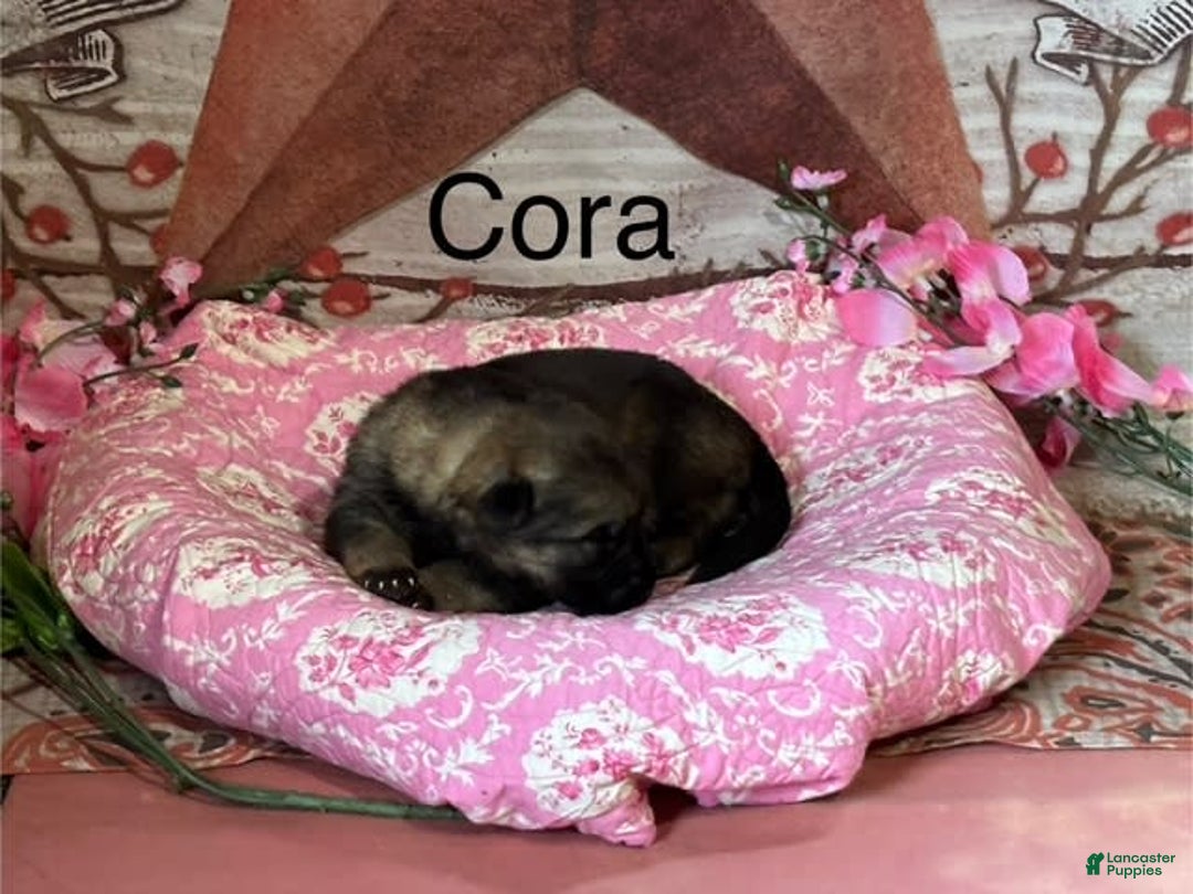 German Shepherd dogs for sale: Cora - Image 8