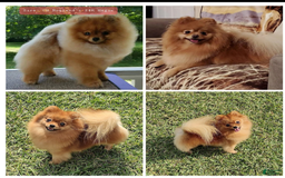 Pomeranian dogs for sale: Aspen - Image 1