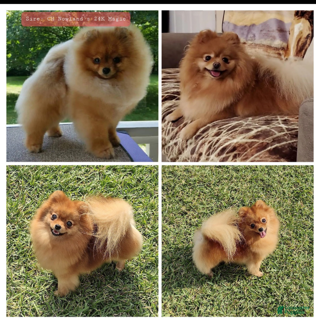 Pomeranian dogs for sale: Aspen - Image 1