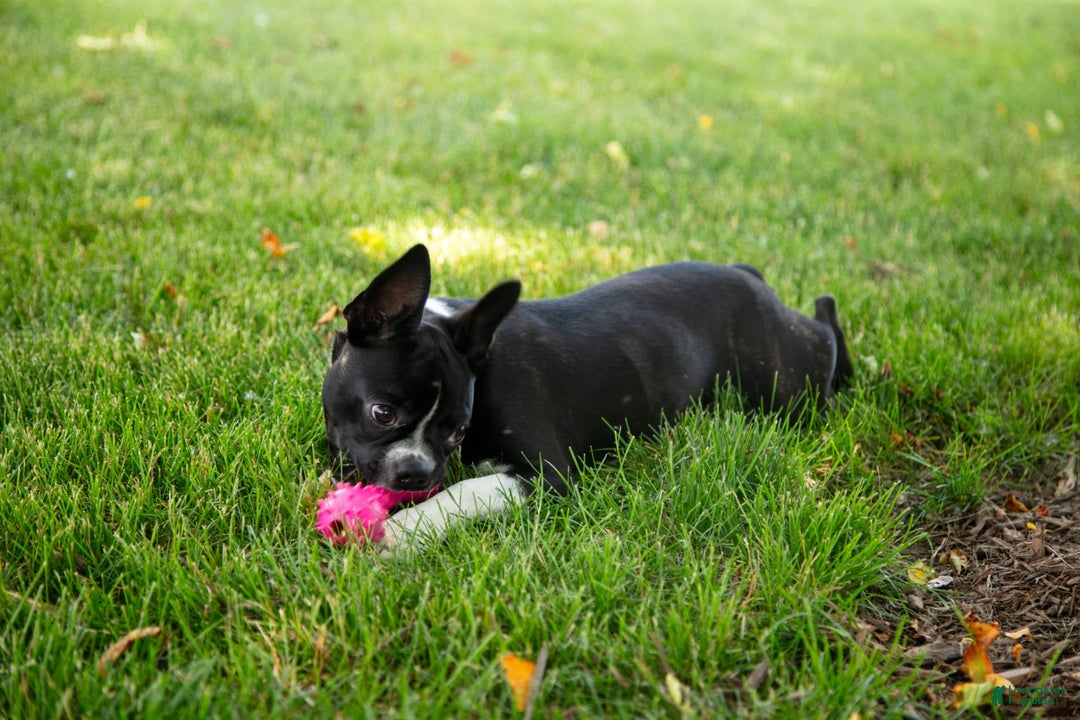 Boston Terrier dogs for sale: Zurich - Image 6