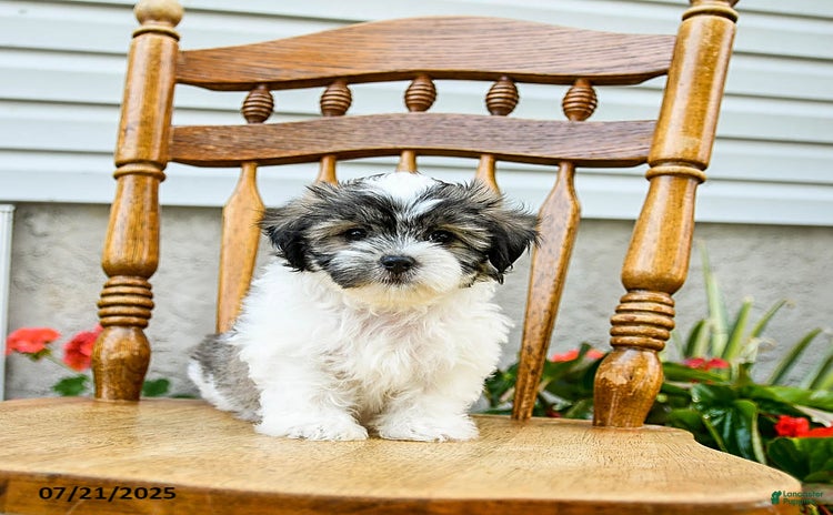 Teddy Bear dogs for sale - Ad 2