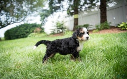 Bernedoodle dogs for sale: Bubbles - Image 16