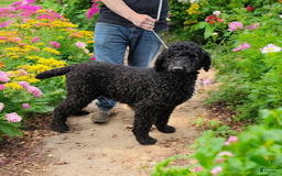 Standard Poodle dogs for sale: Male 4 - Image 4