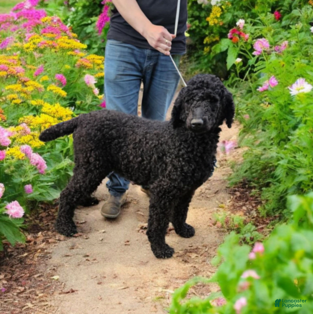 Standard Poodle dogs for sale: Male 4 - Image 4