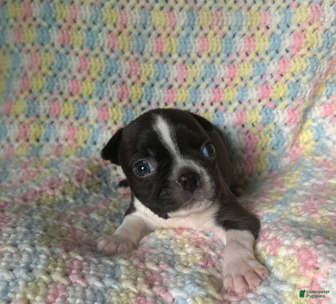 Boston Terrier dogs for sale: Oreo - Image 8