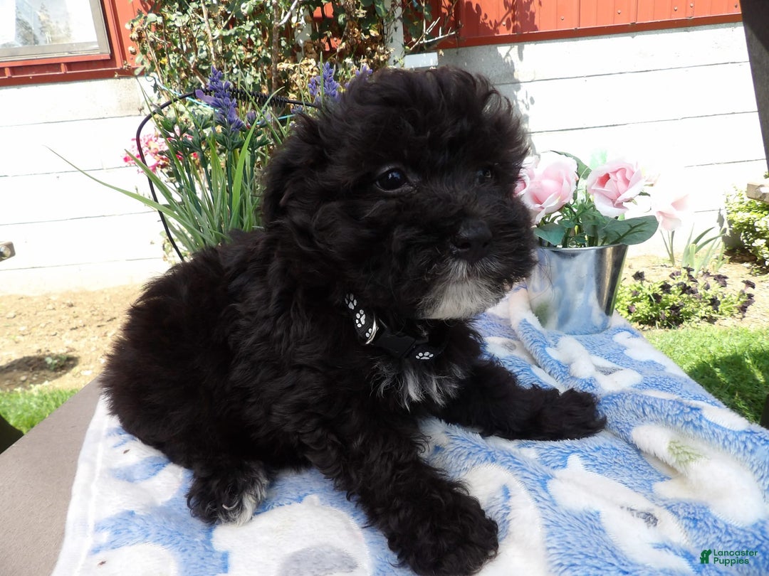 Aussiedoodle dogs for sale: Smitty - Image 3