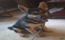 German Shepherd dogs for sale: Heidi - Listing for pets: Heidi - Image 5
