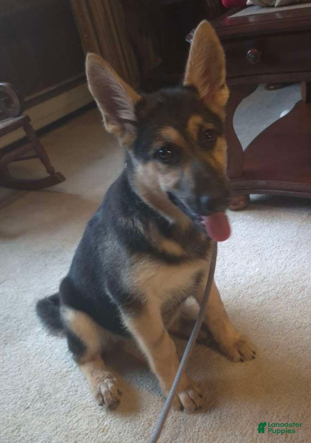 German Shepherd dogs for sale: Heidi - Listing for pets: Heidi - Image 5