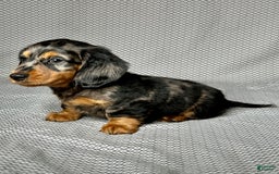 Miniature Dachshund dogs for sale: Mason - Image 6